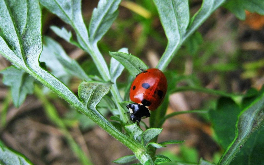Cara Menyelesaikan Masalah Pengisian Formulir Bea Cukai Sultan Aji Muhammad Sulaiman